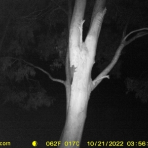 Petaurus norfolcensis (Squirrel Glider) at Table Top, NSW by DMeco