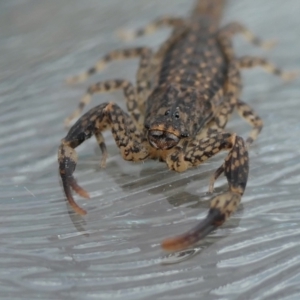 Lychas marmoreus at Yass River, NSW - 7 Jun 2023 01:04 PM