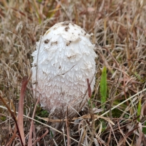 Coprinus comatus (Shaggy Ink Cap) at Isaacs, ACT by Mike