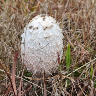 Coprinus comatus (Shaggy Ink Cap) at Isaacs, ACT - 7 Jun 2023 by Mike