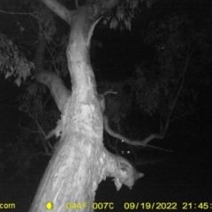 Petaurus sp. (A glider) at Jack Eames Reserve - 19 Sep 2022 by DMeco