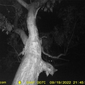 Petaurus sp. at Monitoring Site 100 - Riparian - 19 Sep 2022 09:45 PM