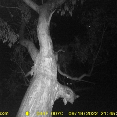 Petaurus sp. (A glider) at Monitoring Site 100 - Riparian - 19 Sep 2022 by DMeco