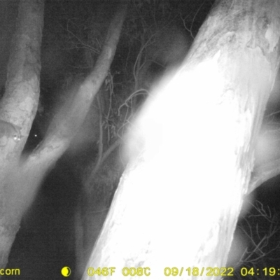 Petaurus norfolcensis (Squirrel Glider) at Monitoring Site 101 - Riparian  - 17 Sep 2022 by DMeco