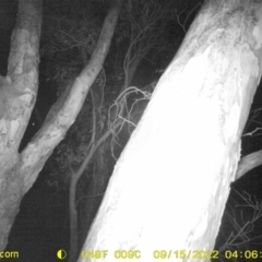 Trichosurus vulpecula (Common Brushtail Possum) at Wodonga - 14 Sep 2022 by DMeco