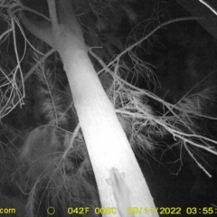 Petaurus norfolcensis (Squirrel Glider) at Monitoring Site 102 - Riparian  - 10 Sep 2022 by DMeco
