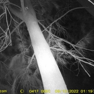 Trichosurus vulpecula at Wodonga, VIC - 13 Sep 2022 01:19 AM