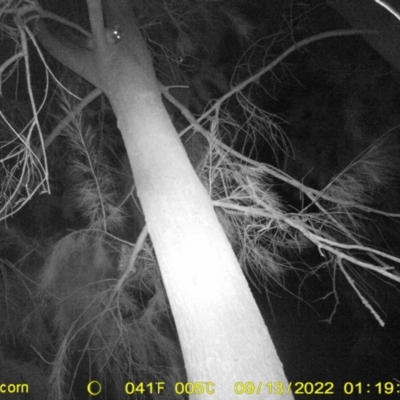 Trichosurus vulpecula (Common Brushtail Possum) at Wodonga - 12 Sep 2022 by DMeco