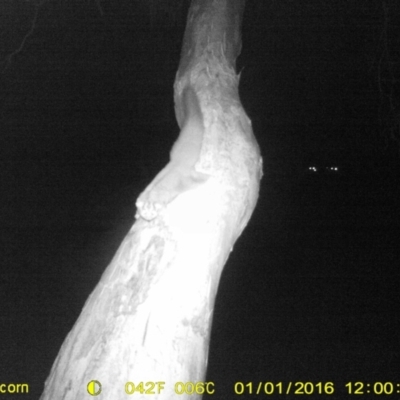 Petaurus norfolcensis (Squirrel Glider) at Monitoring Site 103 - Riparian - 1 Jan 2016 by DMeco