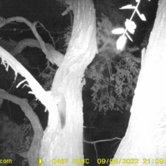 Petaurus norfolcensis (Squirrel Glider) at WREN Reserves - 6 Sep 2022 by DMeco