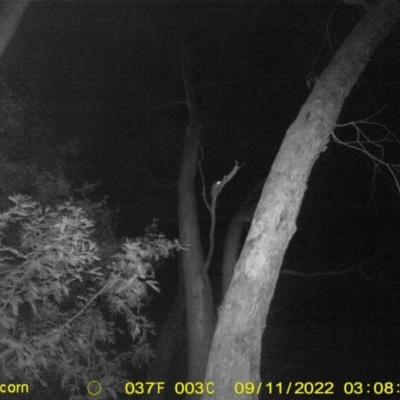 Petaurus sp. (A glider) at WREN Reserves - 11 Sep 2022 by DMeco