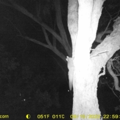 Petaurus norfolcensis (Squirrel Glider) at Leneva, VIC - 15 Sep 2022 by DMeco