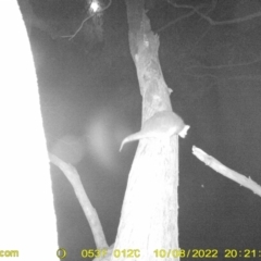 Pseudocheirus peregrinus (Common Ringtail Possum) at Wodonga - 8 Oct 2022 by DMeco