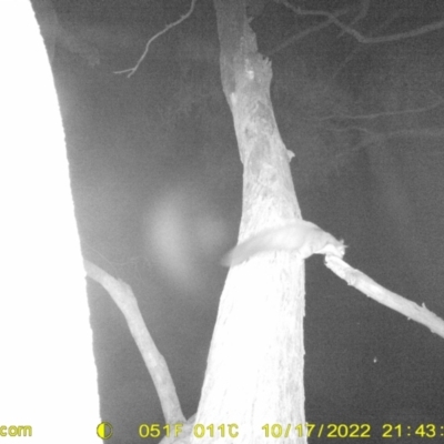 Petaurus norfolcensis (Squirrel Glider) at Monitoring Site 111 - Road - 17 Oct 2022 by DMeco