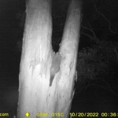 Trichosurus vulpecula (Common Brushtail Possum) at Monitoring Site 112 - Road - 19 Oct 2022 by DMeco