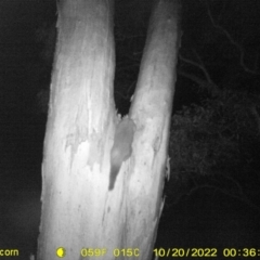 Trichosurus vulpecula (Common Brushtail Possum) at Baranduda, VIC - 20 Oct 2022 by DMeco