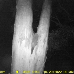 Trichosurus vulpecula at Baranduda, VIC - 20 Oct 2022 12:36 AM