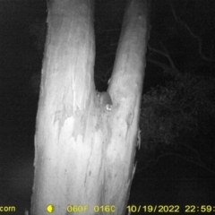 Pseudocheirus peregrinus (Common Ringtail Possum) at Monitoring Site 112 - Road - 19 Oct 2022 by DMeco