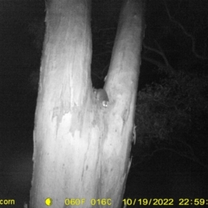Trichosurus vulpecula at suppressed by DMeco