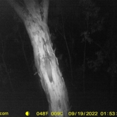 Petaurus norfolcensis (Squirrel Glider) at Monitoring Site 113 - Road - 18 Sep 2022 by DMeco