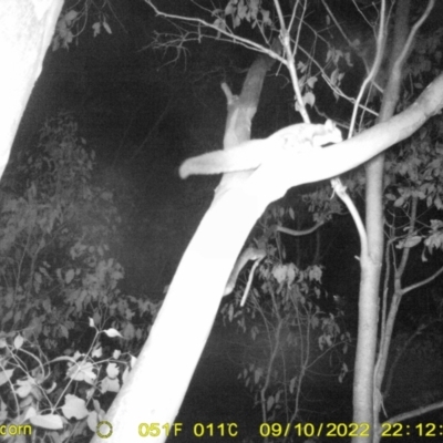 Petaurus norfolcensis (Squirrel Glider) at Monitoring Site 117 - Road - 10 Sep 2022 by DMeco