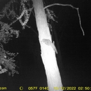 Petaurus norfolcensis at Baranduda, VIC - 12 Oct 2022 02:50 AM