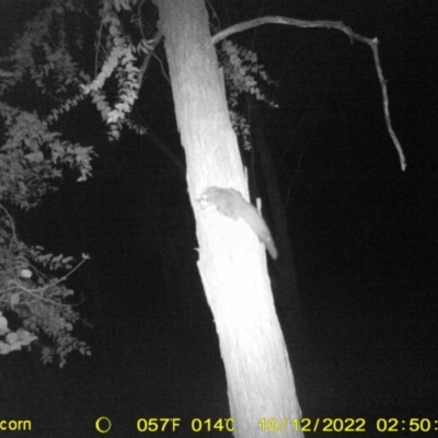 Petaurus norfolcensis (Squirrel Glider) at WREN Reserves - 11 Oct 2022 by DMeco