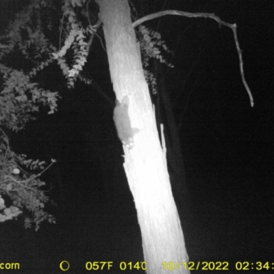 Trichosurus vulpecula (Common Brushtail Possum) at WREN Reserves - 11 Oct 2022 by DMeco