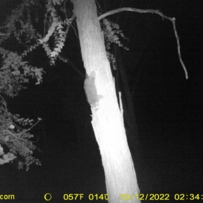 Trichosurus vulpecula (Common Brushtail Possum) at Wodonga - 11 Oct 2022 by DMeco