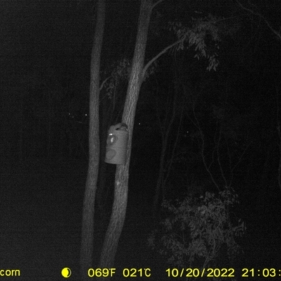 Petaurus norfolcensis (Squirrel Glider) at Monitoring Site 124 - Road - 20 Oct 2022 by DMeco