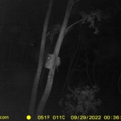 Trichosurus vulpecula (Common Brushtail Possum) at Monitoring Site 124 - Road - 28 Sep 2022 by DMeco