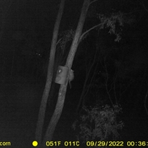 Trichosurus vulpecula at Baranduda, VIC - 29 Sep 2022 12:36 AM