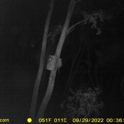 Trichosurus vulpecula (Common Brushtail Possum) at Monitoring Site 124 - Road - 28 Sep 2022 by DMeco