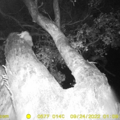 Petaurus norfolcensis (Squirrel Glider) at Monitoring Site 125 - Road - 23 Sep 2022 by DMeco