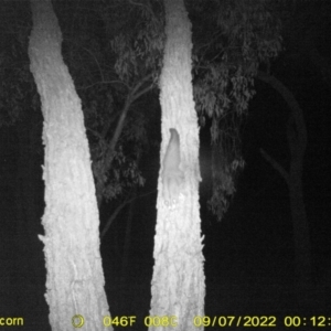 Petaurus norfolcensis at Wodonga, VIC - 7 Sep 2022 12:12 AM