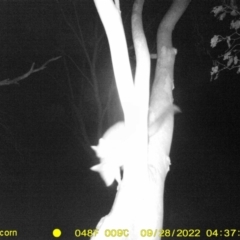 Trichosurus vulpecula (Common Brushtail Possum) at WREN Reserves - 27 Sep 2022 by DMeco