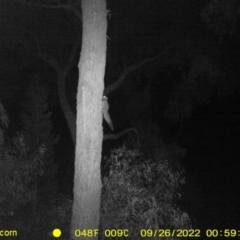 Petaurus norfolcensis (Squirrel Glider) at Monitoring Site 132 - Remnant - 25 Sep 2022 by DMeco