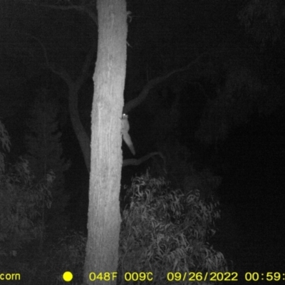 Petaurus norfolcensis (Squirrel Glider) at Baranduda, VIC - 26 Sep 2022 by DMeco