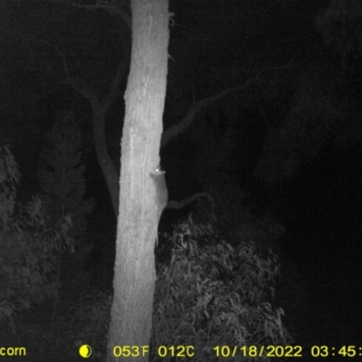 Pseudocheirus peregrinus (Common Ringtail Possum) at Baranduda Regional Park - 17 Oct 2022 by DMeco