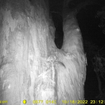 Trichosurus vulpecula (Common Brushtail Possum) at Baranduda, VIC - 18 Oct 2022 by DMeco