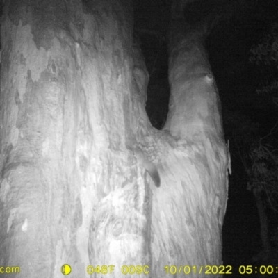 Petaurus norfolcensis (Squirrel Glider) at WREN Reserves - 30 Sep 2022 by DMeco