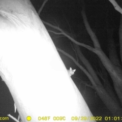 Trichosurus vulpecula (Common Brushtail Possum) at Wodonga - 28 Sep 2022 by DMeco