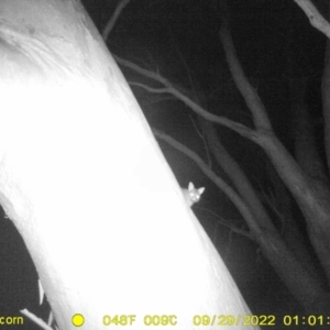 Trichosurus vulpecula at Baranduda, VIC - 29 Sep 2022 01:01 AM