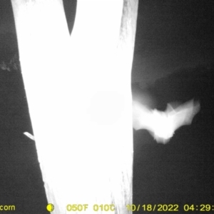 Unidentified Microbat at suppressed by DMeco