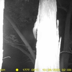 Petaurus norfolcensis (Squirrel Glider) at WREN Reserves - 27 Oct 2022 by DMeco