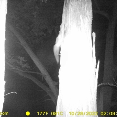 Petaurus norfolcensis (Squirrel Glider) at WREN Reserves - 28 Oct 2022 by DMeco