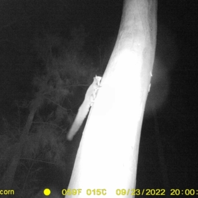 Petaurus norfolcensis (Squirrel Glider) at Baranduda, VIC - 23 Sep 2022 by DMeco