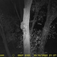 Trichosurus vulpecula (Common Brushtail Possum) at Monitoring Site 148 - Road - 10 Oct 2022 by DMeco