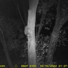 Trichosurus vulpecula (Common Brushtail Possum) at Wodonga - 10 Oct 2022 by DMeco