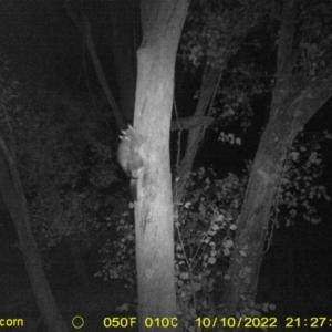 Trichosurus vulpecula at Baranduda, VIC - 10 Oct 2022 09:27 PM